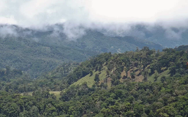 coffee landscape in Panama