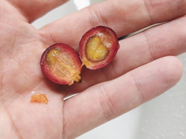 What is a Coffee Cherry? And how does it Taste?