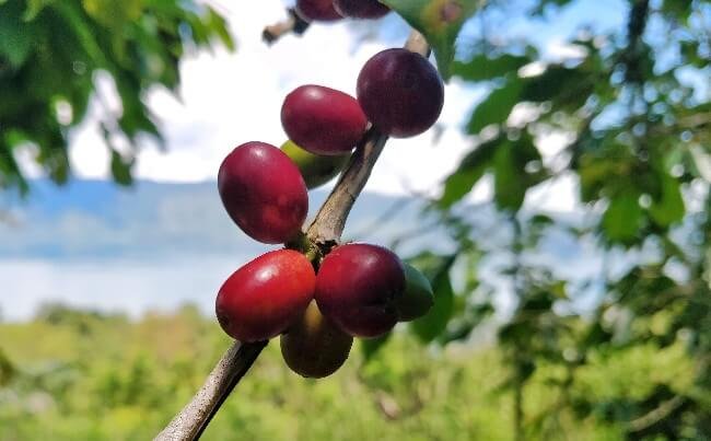 Sumatra Coffee: What’s the Coffee Chronicler’s Verdict?