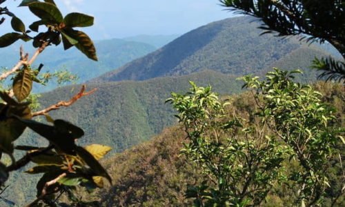 Jamaica Blue Mountain: Scam Coffee or Legit?