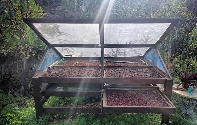 coffeefarm drying cherries